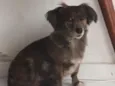 bolinha