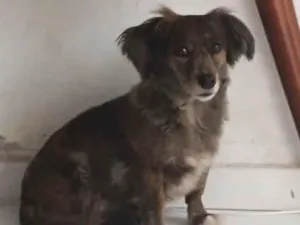 Cachorro raça SRD-ViraLata idade 6 ou mais anos nome bolinha