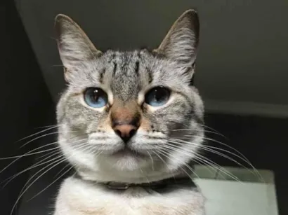 Gato raça SRD-ViraLata idade 5 anos nome Nina