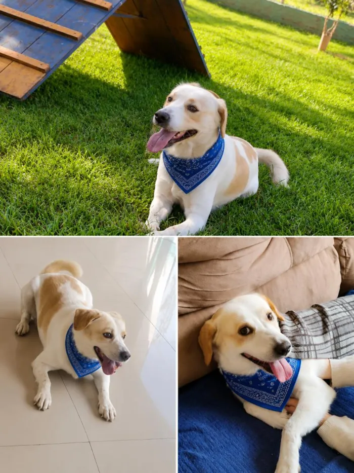 Cachorro raça SRD-ViraLata idade 4 anos nome Billy 