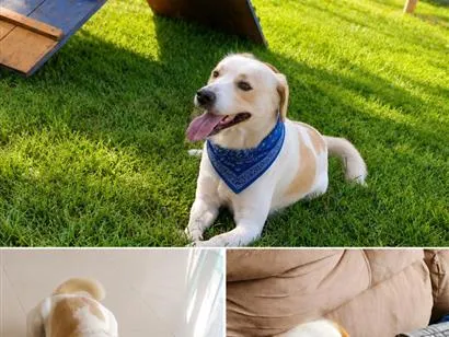 Cachorro raça SRD-ViraLata idade 4 anos nome Billy 