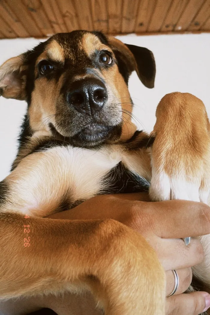 Cachorro raça SRD-ViraLata idade 2 a 6 meses nome Floki