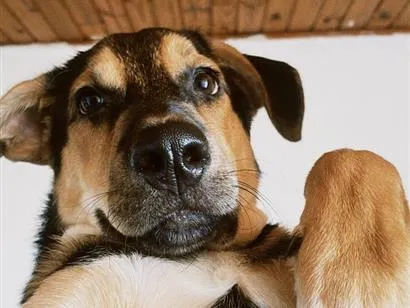 Cachorro raça SRD-ViraLata idade 2 a 6 meses nome Floki