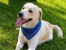 Cachorro raça SRD-ViraLata idade 4 anos nome Billy 
