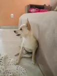 floque
