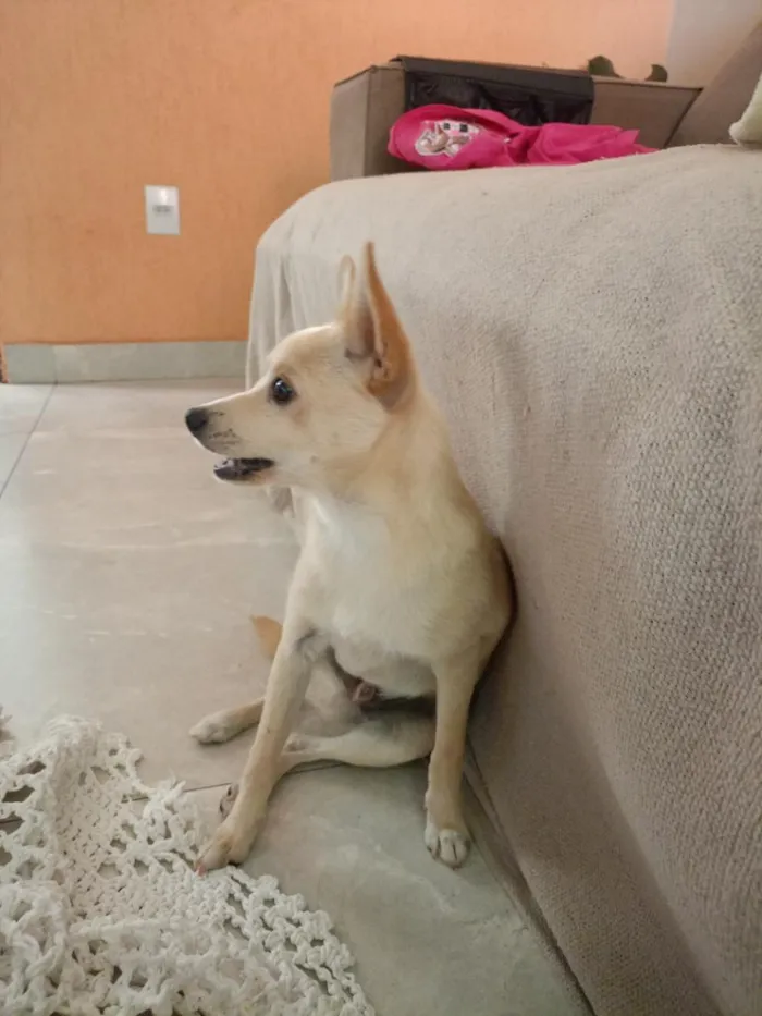 Cachorro raça SRD-ViraLata idade 1 ano nome floque