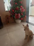 floque