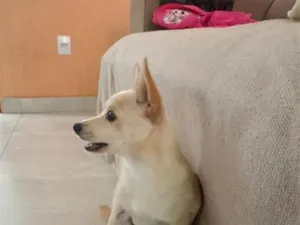 Cachorro raça SRD-ViraLata idade 1 ano nome floque