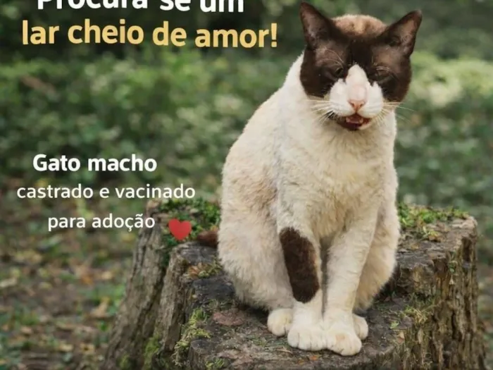Gato raça SRD-ViraLata idade  nome Luke