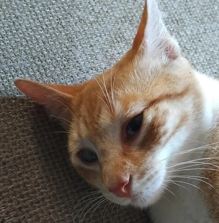 Gato raça SRD-ViraLata idade 7 a 11 meses nome Sô Zé