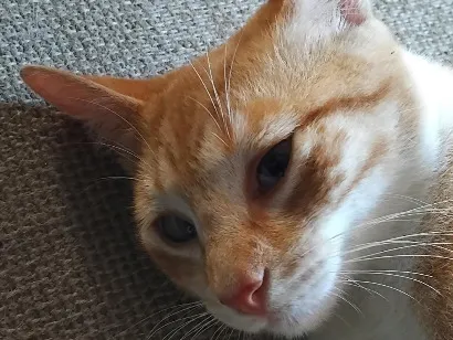 Gato raça SRD-ViraLata idade 7 a 11 meses nome Sô Zé