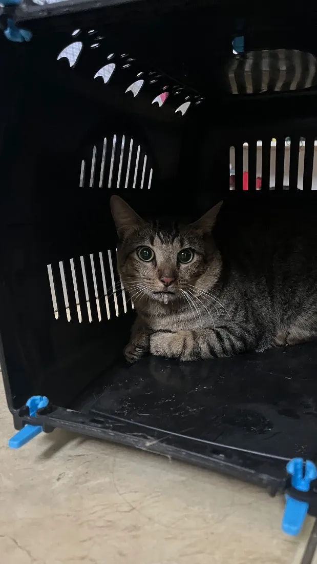 Gato raça SRD-ViraLata idade 4 anos nome Whisky