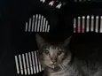 Whisky