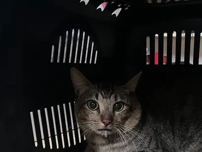 Gato raça SRD-ViraLata idade 4 anos nome Whisky