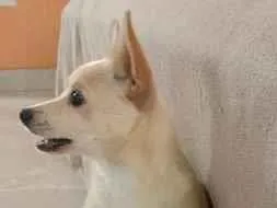 Cachorro raça SRD-ViraLata idade 1 ano nome floque