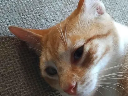Gato raça SRD-ViraLata idade 7 a 11 meses nome Sô Zé