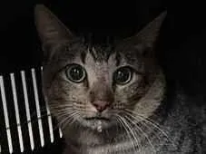 Gato raça SRD-ViraLata idade 4 anos nome Whisky