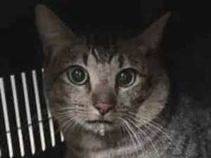 Gato raça SRD-ViraLata idade 4 anos nome Whisky