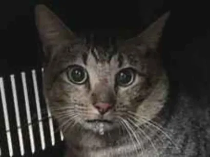Gato raça SRD-ViraLata idade 4 anos nome Whisky