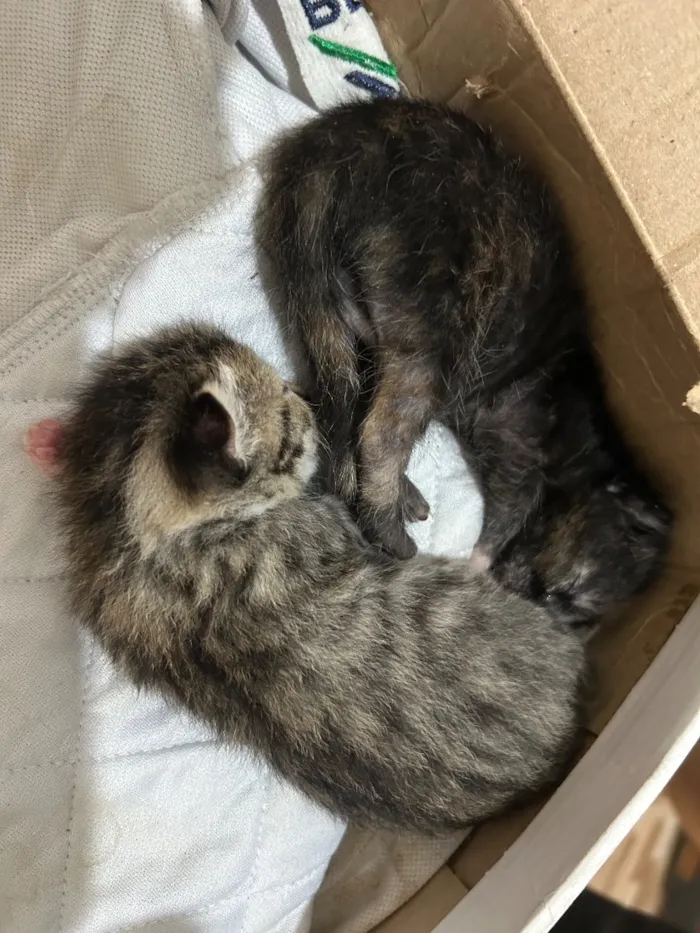 Gato raça SRD-ViraLata idade Abaixo de 2 meses nome Não tem
