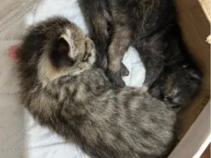 Gato raça SRD-ViraLata idade Abaixo de 2 meses nome Não tem