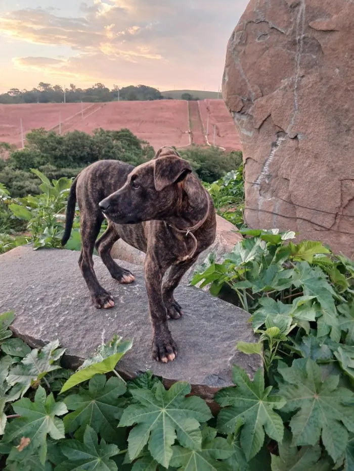 Cachorro raça SRD-ViraLata idade 7 a 11 meses nome zeus