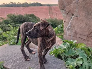 Cachorro raça SRD-ViraLata idade 7 a 11 meses nome zeus