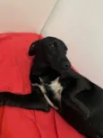 Preta