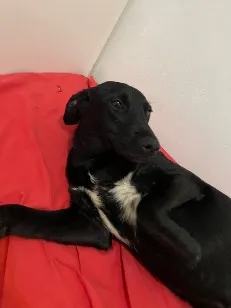 Cachorro raça SRD-ViraLata idade 7 a 11 meses nome Preta
