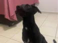 Preta