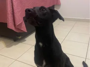 Cachorro raça SRD-ViraLata idade 7 a 11 meses nome Preta