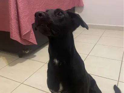 Cachorro raça SRD-ViraLata idade 7 a 11 meses nome Preta