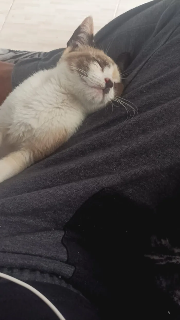 Gato raça SRD-ViraLata idade 7 a 11 meses nome Selina