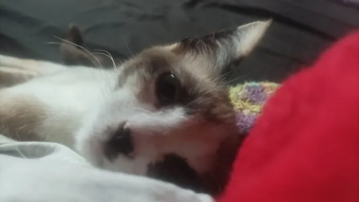 Gato raça SRD-ViraLata idade 7 a 11 meses nome Selina
