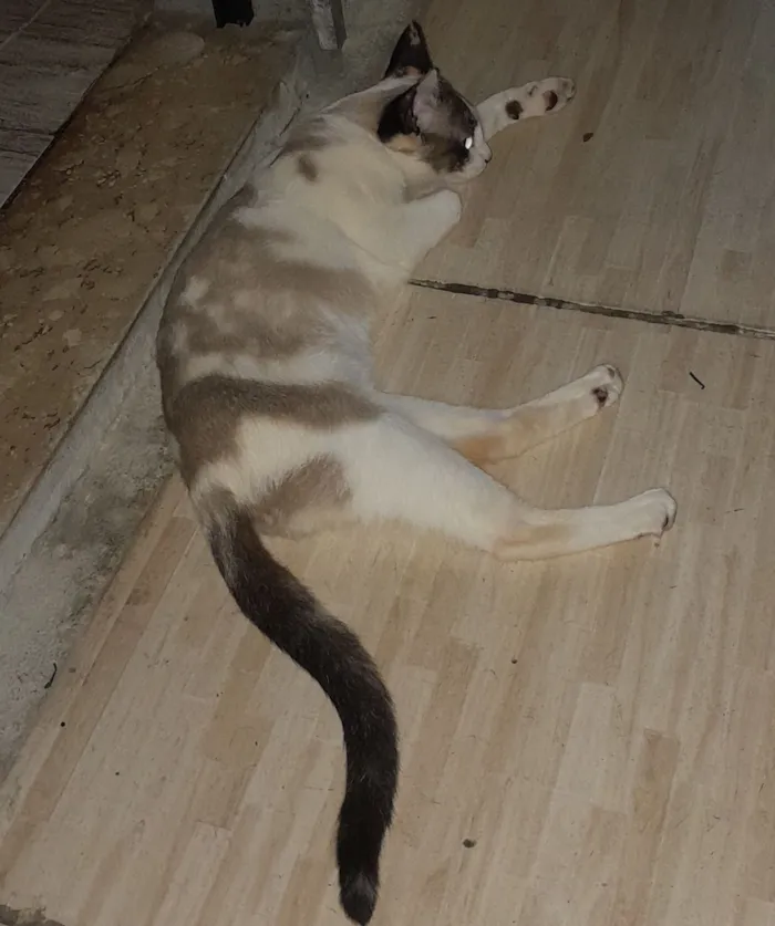 Gato raça SRD-ViraLata idade 7 a 11 meses nome Selina