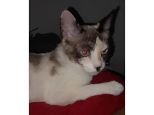 Gato raça SRD-ViraLata idade 7 a 11 meses nome Selina