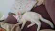 Maya
