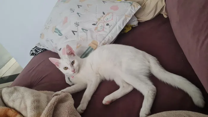 Gato raça SRD-ViraLata idade 2 anos nome Maya