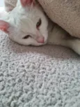 Maya