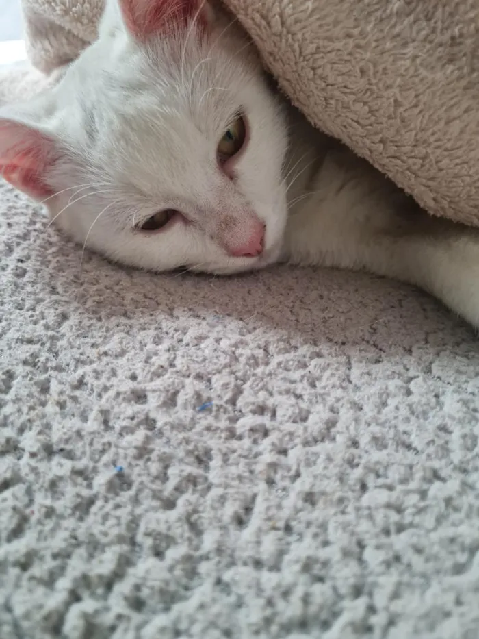 Gato raça SRD-ViraLata idade 2 anos nome Maya