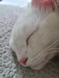 Maya