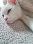 Maya
