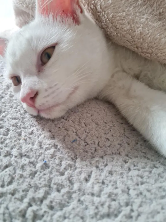 Gato raça SRD-ViraLata idade 2 anos nome Maya