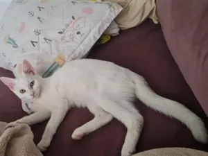 Gato raça SRD-ViraLata idade 2 anos nome Maya