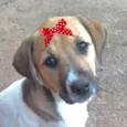 Maya 