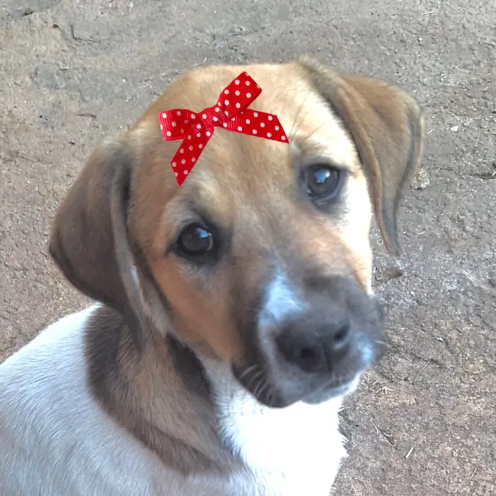 Cachorro raça SRD-ViraLata idade 2 a 6 meses nome Maya 