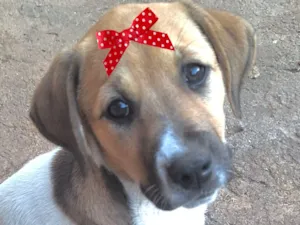 Cachorro raça SRD-ViraLata idade 2 a 6 meses nome Maya 