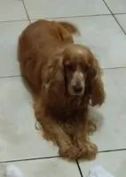Cachorro raça Cocker idade 6 ou mais anos nome LINDINHA