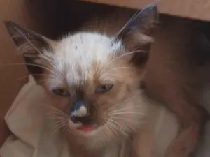 Gato raça SRD-ViraLata idade 2 a 6 meses nome Pisquila