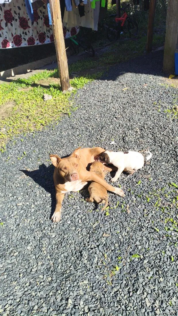 Cachorro raça Pit-Bull idade 3 anos nome izis